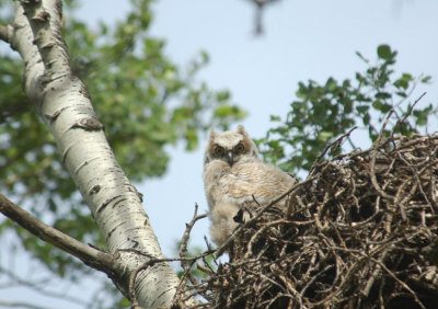 Fledge'ling