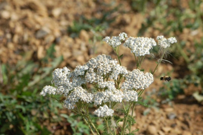 The Healer (Yarrow)