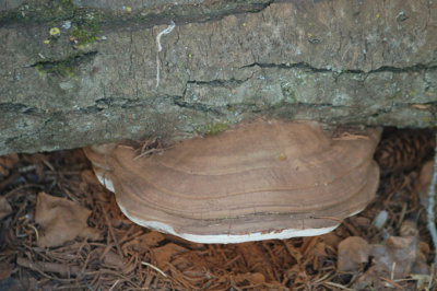 Wood Fungus