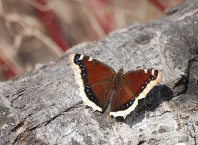 Mourning Cloak