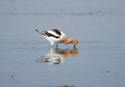 Avocet at Lunch