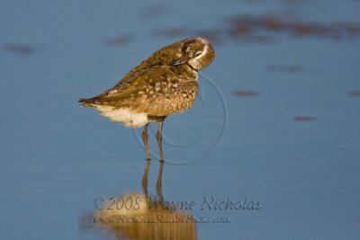 black-bellied_plover_wn_080827_275.jpg