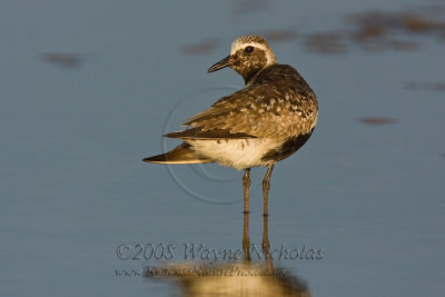 black-bellied_plover_wn_080827_290.jpg