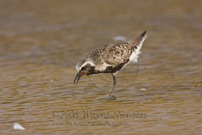 black-bellied_plover_wn_080827_302.jpg