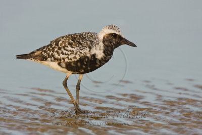 black-bellied_plover_wn_080827_319.jpg