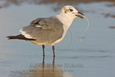 laughing_gull_wn_080827_293.jpg