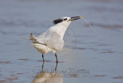 sandwich_tern_wn_080827_204.jpg