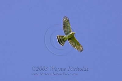 cooper's_hawk_wn_080905_048.jpg