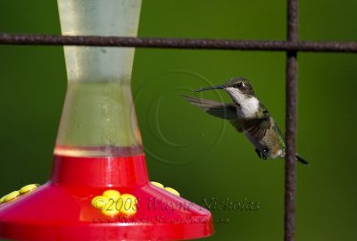 ruby-throated_hummingbird_wn_080905_075.jpg