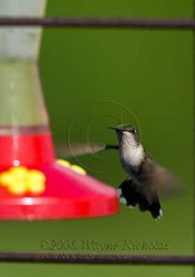 ruby-throated_hummingbird_wn_080905_098.jpg