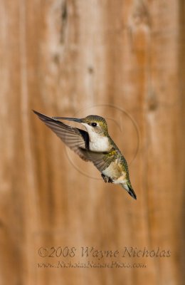 ruby-throated_hummingbird_wn_080905_142.jpg