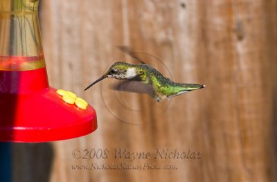 ruby-throated_hummingbird_wn_080905_187.jpg