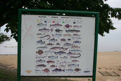 Baltic Sea Fish