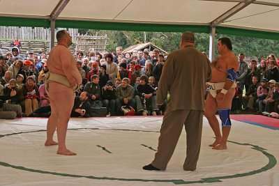 Sumo fighters