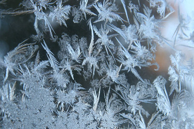 Ice Flowers