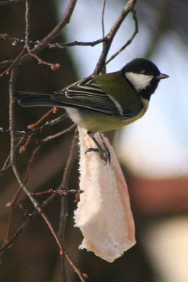 30th December 2009 - Bird in my frontyard
