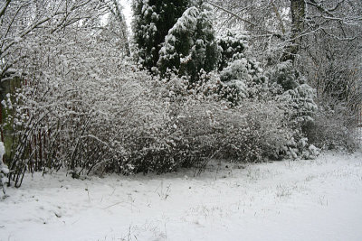 Winter in my frontyard