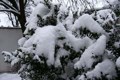 Buxus sempervirens under snow