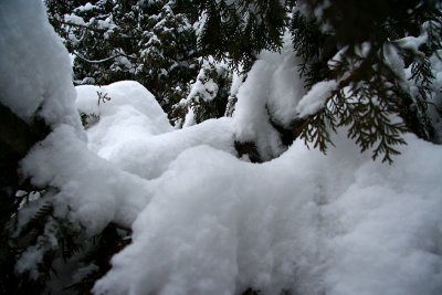 Snow on Thuja