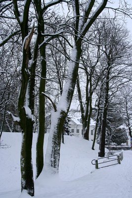 Trees in snow