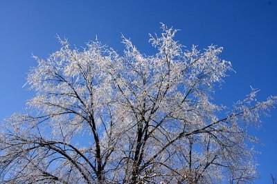 Frosty tree