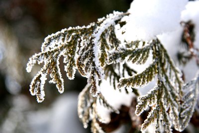 Frost