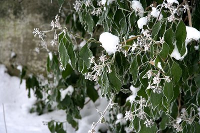 Frost