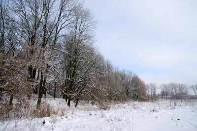 Winter landscape