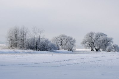 Winter landscape