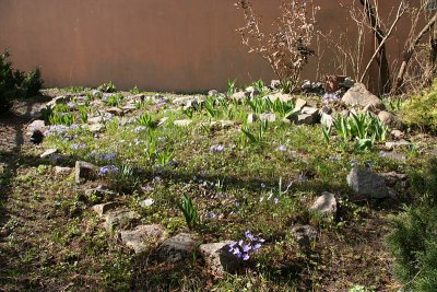 Rock garden - begins of spring