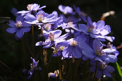 Anemone hepatica