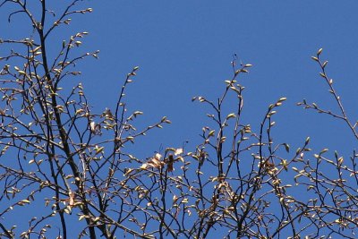 Buds on the branches
