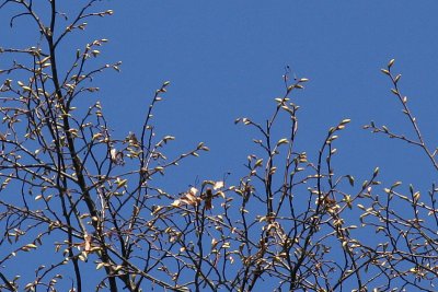 Buds on the branches