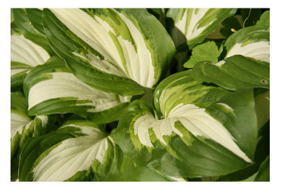 Hosta