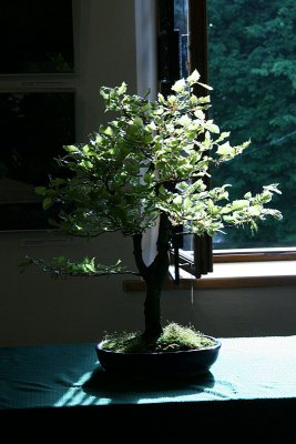 Bonsai tree