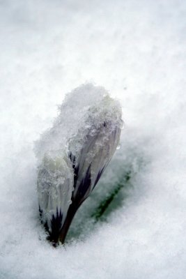 Crocus in disappearing spilling snow