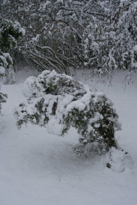 Under weight of snow tilted