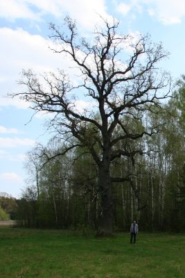 Standing at oak
