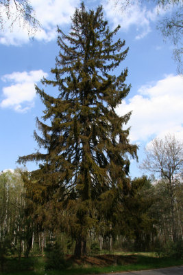 High spruce