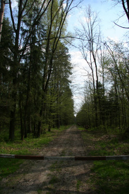 Forest route