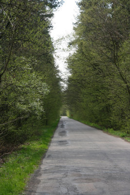Road among trees