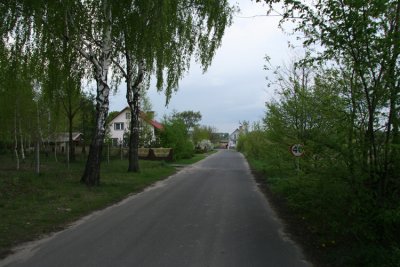 Road with birches