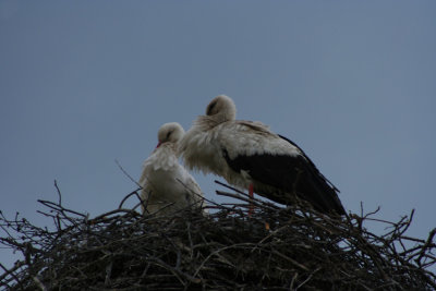 Nest stork
