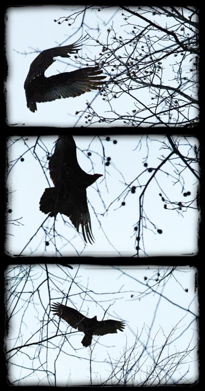 Jan. 16 - flight