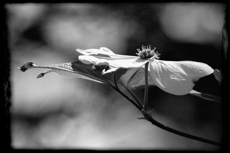 Dogwood