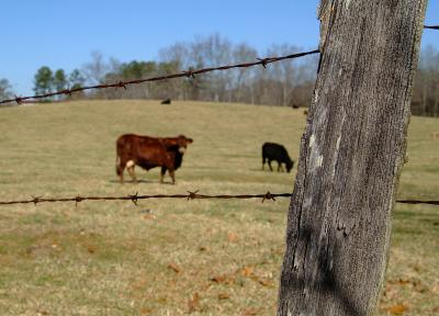 don't fence me in