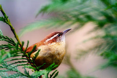 Feb. 21 - Carolina Wren