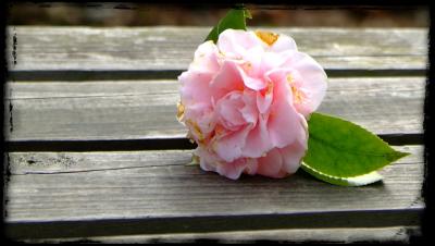 camellia blossom
