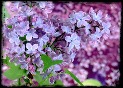 Apr 3 - lilacs on lilacs