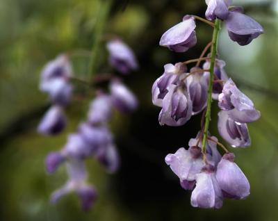 Apr 8 - wisteria